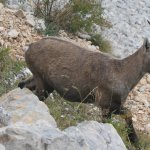 bouquetin qui s'enfuit