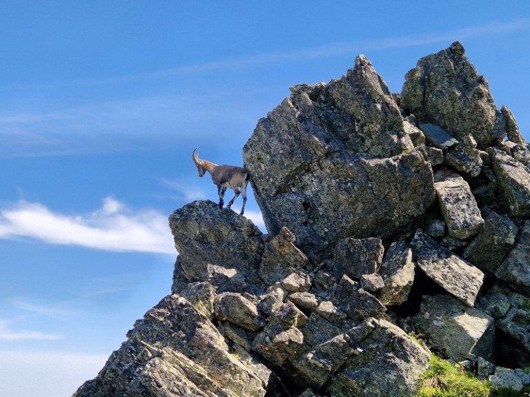 chamois